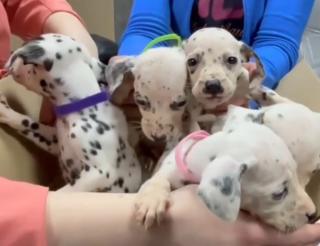 В Сибири волонтеры из приюта «Омские хвостики» спасли семью далматинцев от голодной смерти